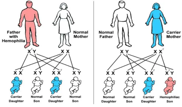 Gambar 6. a)Gen Berangkai Secara Cis,   b) Gen Berangkai Secara Trans 