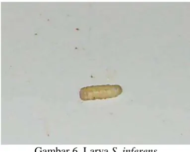 Gambar 6. Larva S. inferens  