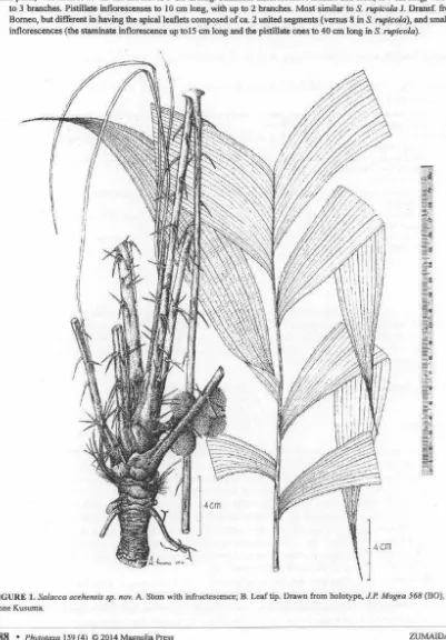 FIGURE J. Salacca acehensis sp. nov. A Stem with infructescence; B. l-eaftip. Drawn from bolotype, J.P