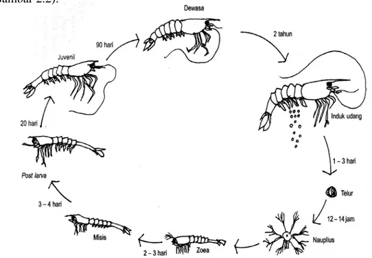 Gambar 2.2 Skema Perkembangbiakan Udang Penaeid (Murtidjo, 2007) 