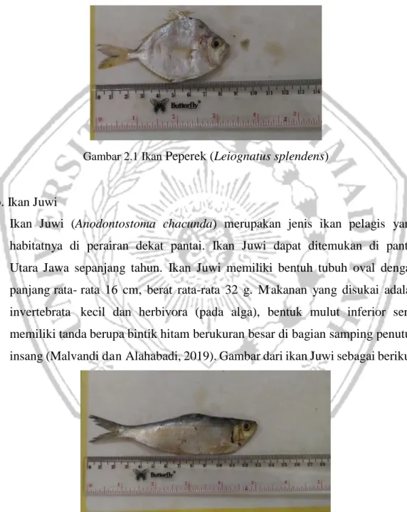 Gambar 2.1 Ikan  Peperek (Leiognatus splendens) 
