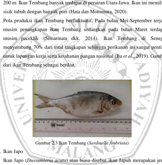 Gambar 2.3 Ikan Tembang (Sardinella fimbriata) d.  Ikan Japo 