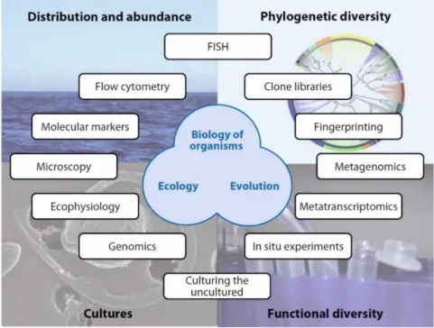 Figure 2. Overview of approaches to investigate cell biology, ecology, and evolution of marine  protists,  treating  four  main  study  areas:  distribution  and  abundance,  phylogenetic  diversity,  functional diversity and culture studies