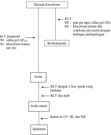 Gambar 4. Bagan Isolasi Senyawa Sapogenin dari Ekstrak Kloroform 