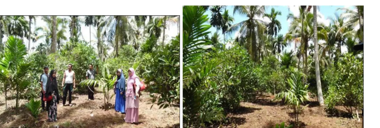 Gambar 4. Kondisi kebun setelah dilakukan penerapan Good Agriculture Practise 
