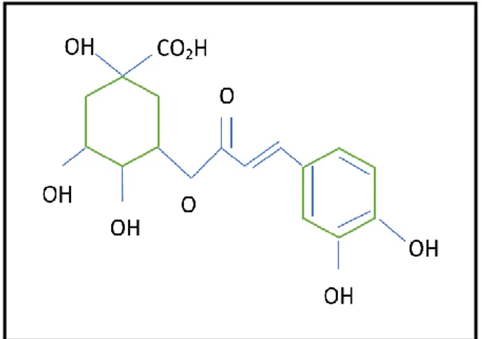 Gambar 1. Struktur Molekul Asam Klorogenat              (diadaptasi dari  Crozier A, et al