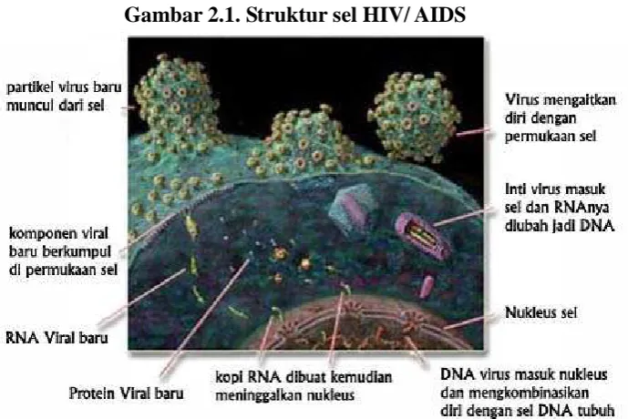 Gambar 2.1. Struktur sel HIV/ AIDS 