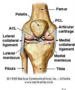 Gambar  7 : Sendi lutut. 24 