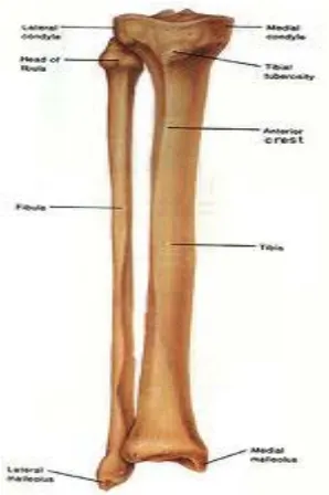 Gambar  8 : Tulang tibia dan fibula. 24 
