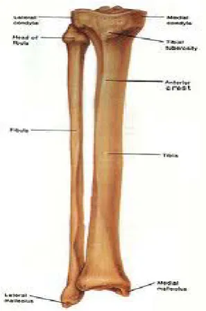Gambar  8 : Tulang tibia dan fibula. 24 