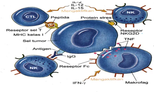 Gambar 1. Peran makrofag, sel NK, CTL terhadap sel target, diambil dari Kumar  v, et all