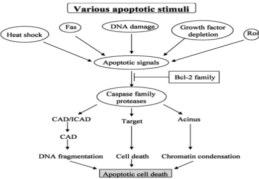 Gambar 3. Proses apoptosis, diambil dari Ryungsa Kim, Kazuaki Tanabe, The  Molecular Mechanism of Anticancer Drug Induced Apoptosis , 3 Oktober  2002