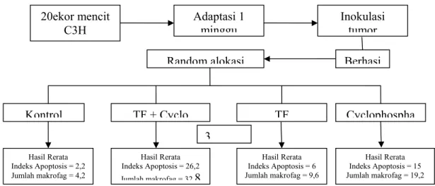 Tabel 1. Jumlah sel apoptosis pada adenokarsinoma Mamma. 