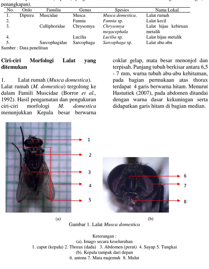 Tabel  1.  Spesies  lalat  (Diptera)  yang  ditemukan  di  Pasar  Induk  Jakabaring  Palembang  (3x  penangkapan)