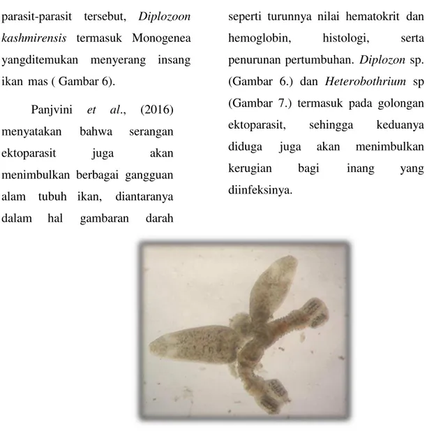 Gambar 6. Tampilan ektoparasit Diplozoon sp. perbesaran 100 dari  perairan  Waduk Darma Kabupaten Kuningan, Provinsi Jawa  Barat 
