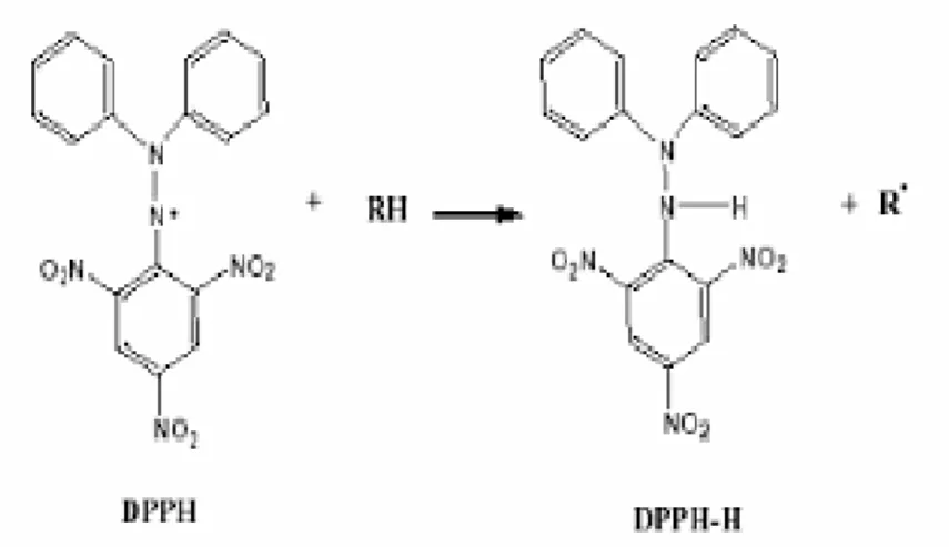 Gambar 2.2 Reaksi DPPH dengan Antioksidan(Sapri dkk., 2013) 