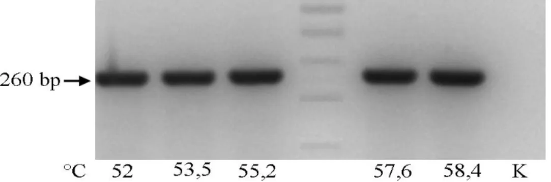 Tabel 2 Karakteristik Primer E11(+) dan E11(-)