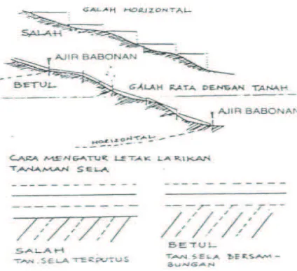 Gambar 1.  Pembuatan Jarak Tanam 