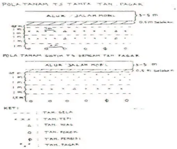 Gambar 2.  Pola Penanaman Tumpang Sari (Perhutani, 1996)  