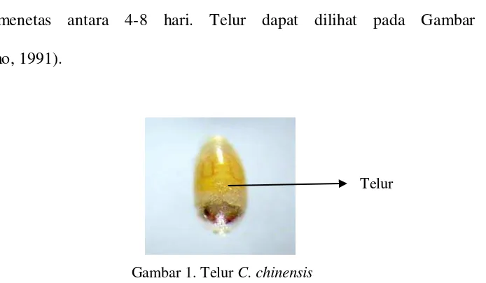 Gambar 1. Telur C. chinensis 