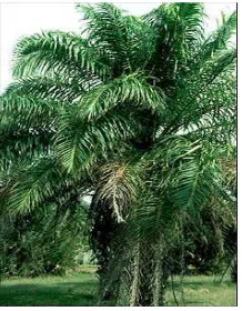 Gambar 1. Tanaman kelapa sawit (Elaeis guineensis) 