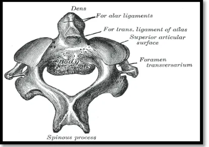 Gambar 1. Anatomi Atlas15 
