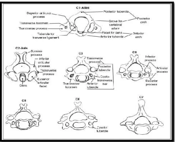 Gambar 3. Anatomi CV3-CV615
