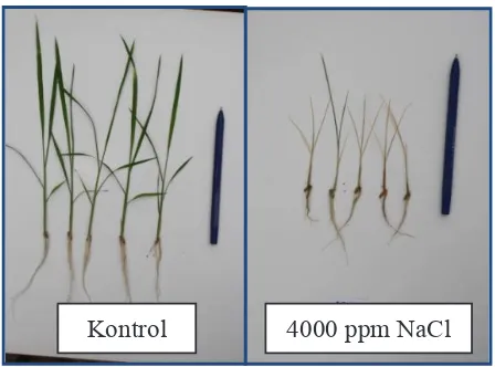 Gambar 3. Perbandingan tanaman kontrol dengan perlakuan NaCl 4000 ppm pada umur 8 hari.