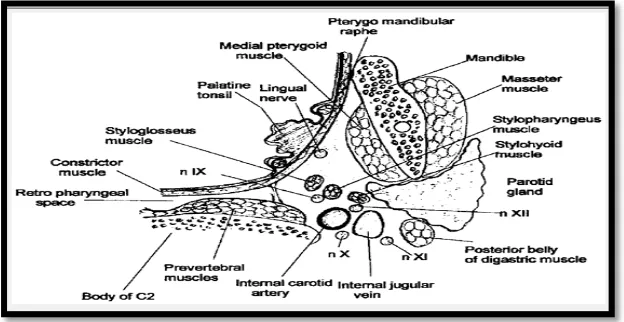 Gambar 2. Daerah parafaring dari potongan axial (Bailey, 2006) 