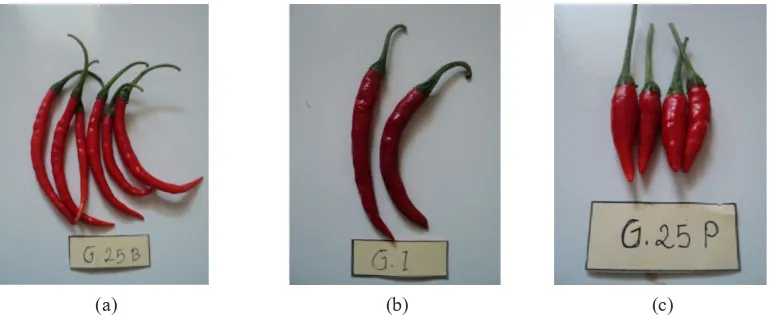 Gambar 1. Warna corola cabai yang diuji : (a) putih (8 genotipe) (b) putih kekuningan (7 genotipe)  