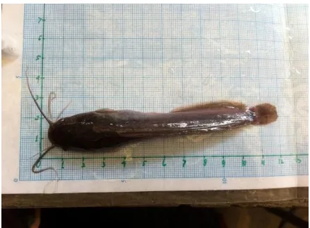 Gambar 2. Ikan Lele Dumbo (C. gariepinus) 