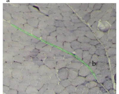 Figure   2.   Measurement   of   Perimysium   (from   a   to   b)         