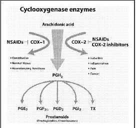 Gambar 2: Aktivitas enzim cyclooxygenase (Choy & Milas 2003) 