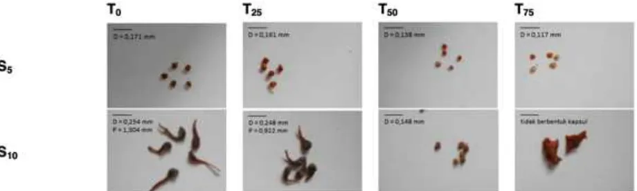 Gambar 1. Cabai merah terenkapsulasi dengan berbagai konsentrasi substitusi tapioka terfotooksidasi dan  
  konsentrasi suspensi 