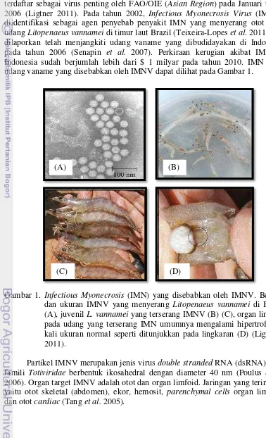 Gambar 1. Infectious Myonecrosis (IMN) yang disebabkan oleh IMNV. Bentuk 