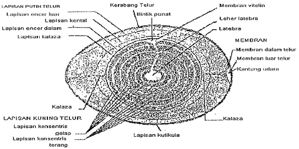 Gambar  1. Struktur Telur (Romanoff dan Romanoff, 1963) 