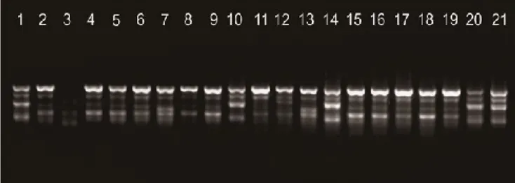 Gambar 4. Amplifikasi DNA dengan Primer OPB-07.  Berdasarkan gambar diatas dibandingkan dengan dendrogram  fenotipe,  terdapat  beberapa  persamaan  pada  penggelompokan,  misalnya  varietas  Rojolele  Delanggu  (V1)  dengan  Genjah  Arum  (V20)  yang  men