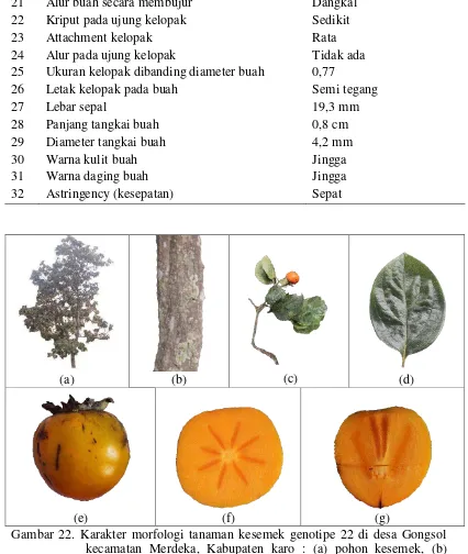 Gambar 22. Karakter morfologi tanaman kesemek genotipe 22 di desa Gongsol kecamatan Merdeka, Kabupaten karo : (a) pohon kesemek, (b) batang, (c) tunas berumur satu tahun, (d) daun, (e) buah, (f) buah setelah dibelah dua, (g) buah setelah dibelah dua secara vertical 