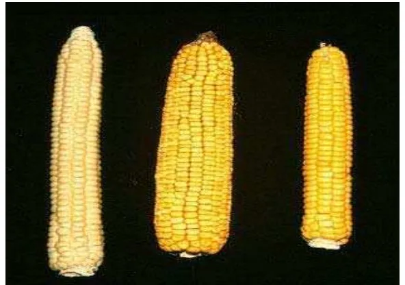 Gambar 1. Bentuk jagung dari beberapa jenis jagung: kiri ke kanan: flint,  dent, dan yellow flour