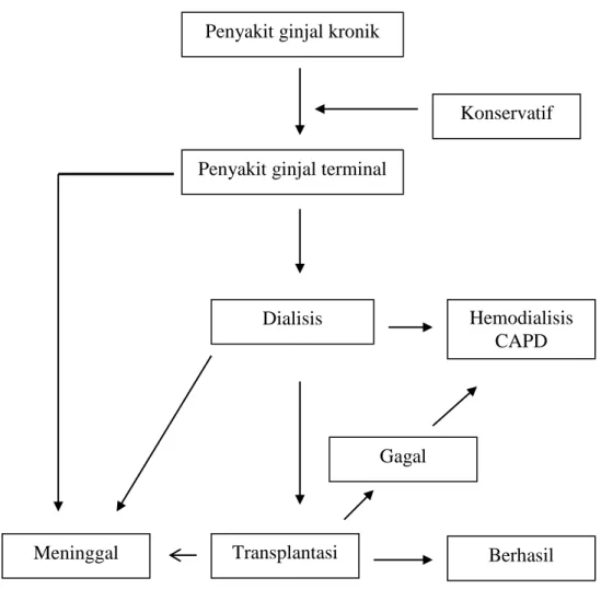 Gambar 2.3. Algoritma Program Terapi PGK  (Dikutip dari Sukandar, 2006). 