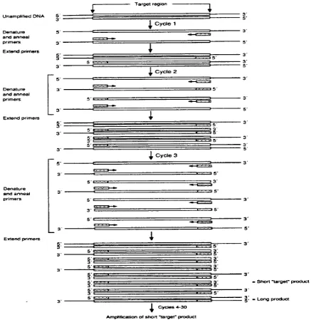 Gambar 2.7  Bagan Proses Tehnik PCR 