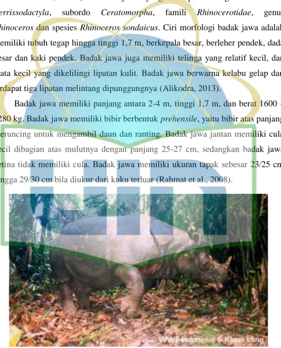 Gambar 2. Badak Jawa (Rhinoceros sondaicus) (Sumber: WWF Indonesia, 2018) 