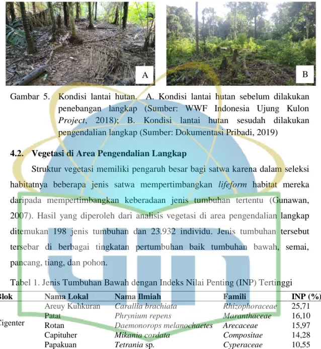 Gambar  5.    Kondisi  lantai  hutan.    A.  Kondisi  lantai  hutan  sebelum  dilakukan  penebangan  langkap  (Sumber:  WWF  Indonesia  Ujung  Kulon  Project,  2018);  B