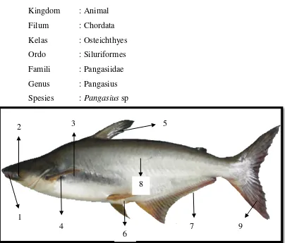 Gambar 2. Anatomi Ikan Patin (Pangasius sp) (Hamilton, 1982) 