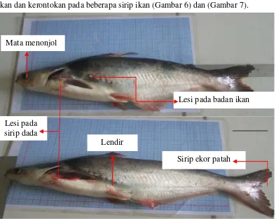 Gambar 6. Ikan patin (Pangasius sp) yang terserang penyakit 