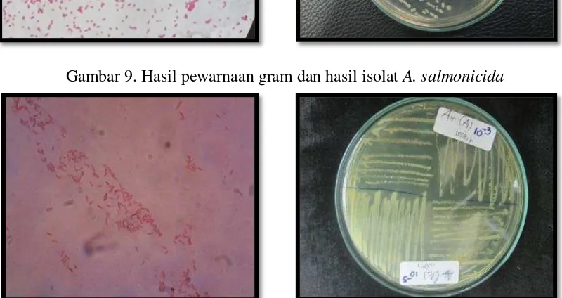 Gambar 10. Hasil pewarnaan gram dan hasil isolat A.  sobria 