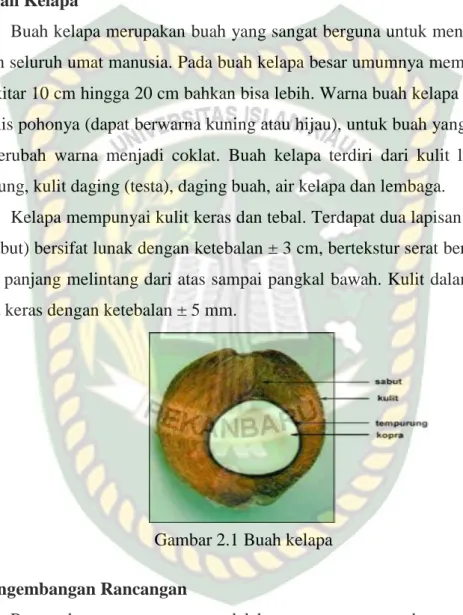 Gambar 2.1 Buah kelapa 