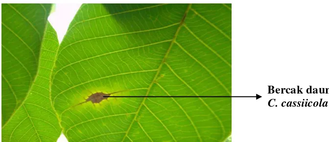 Gambar 2. Gejala Serangan Corynespora cassiicola (Berk. & Curt.) Wei. Sumber : Foto Langsung 