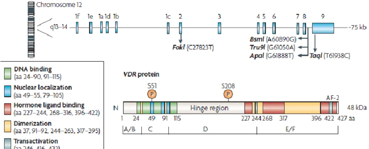 Gambar 2.8 Struktur Reseptor Vitamin D (VDR) 