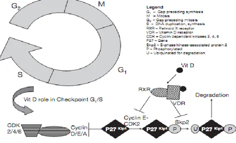 Gambar 2.9 Kalsitriol dan checkpoint pada siklus sel ( Ingraham et al. 2008 )  Proses  dalam  siklus  ini,  antara  tiap  fase  memerlukan  kontrol  yang  baik